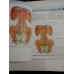 ANATOMY  FOR  STUDENTS * GRAY'S  -  Richard L. Drake * A. Wayne Vogl * Adam W. M. Mitchell 